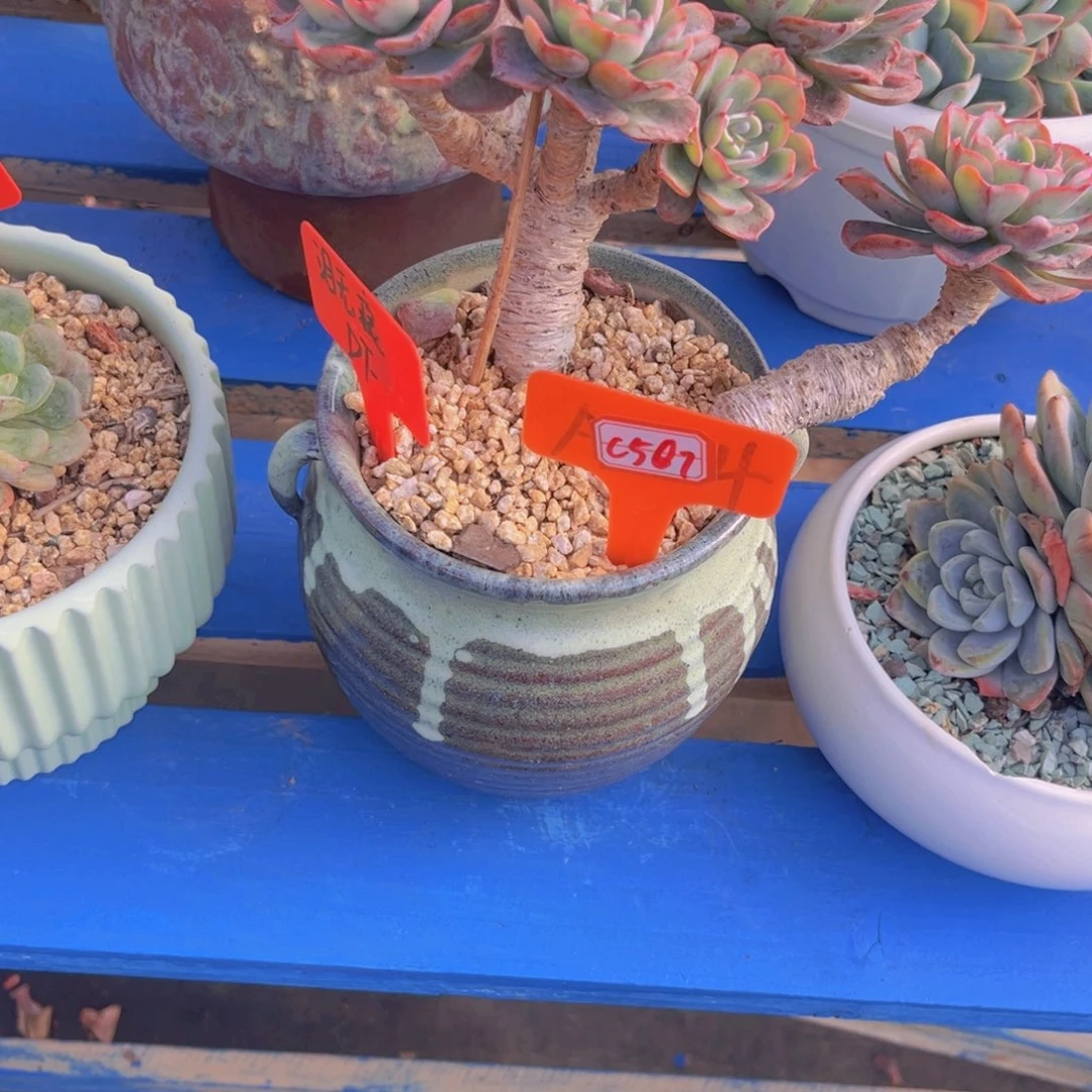 柔*泪无痕507多肉植物