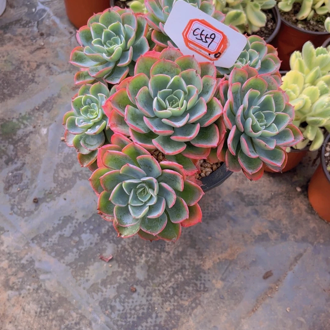 娇***肉泪无痕559多肉植物