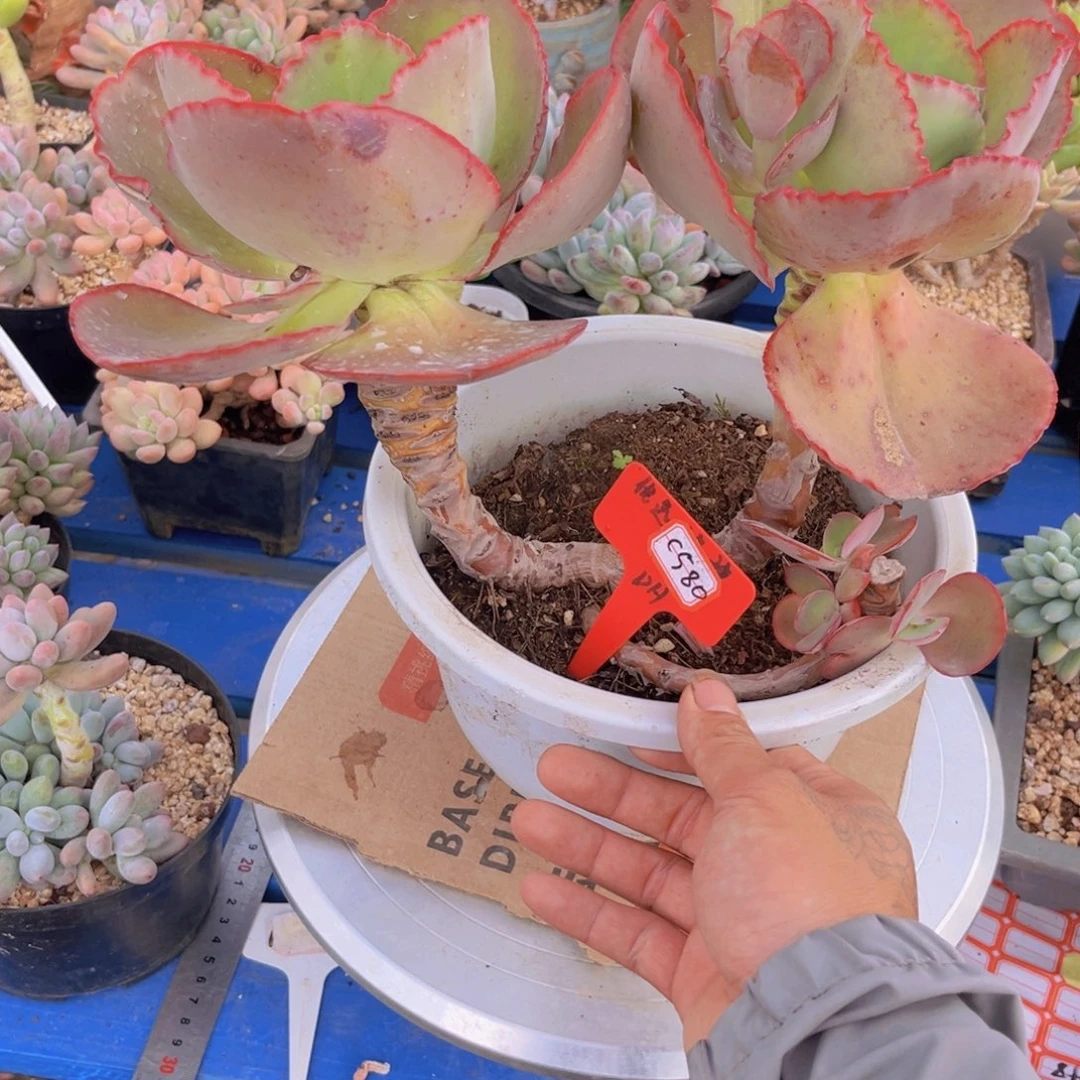 启****g蓝色妖姬580多肉植物