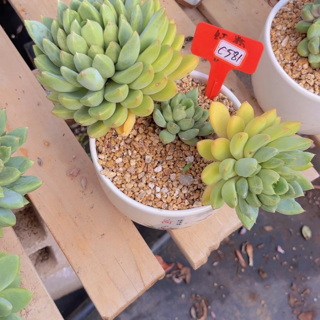 启****g象牙581多肉植物