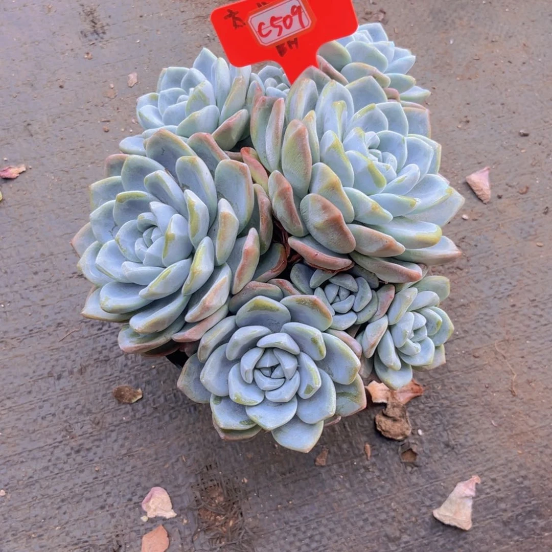 我***学冰玉509多肉植物