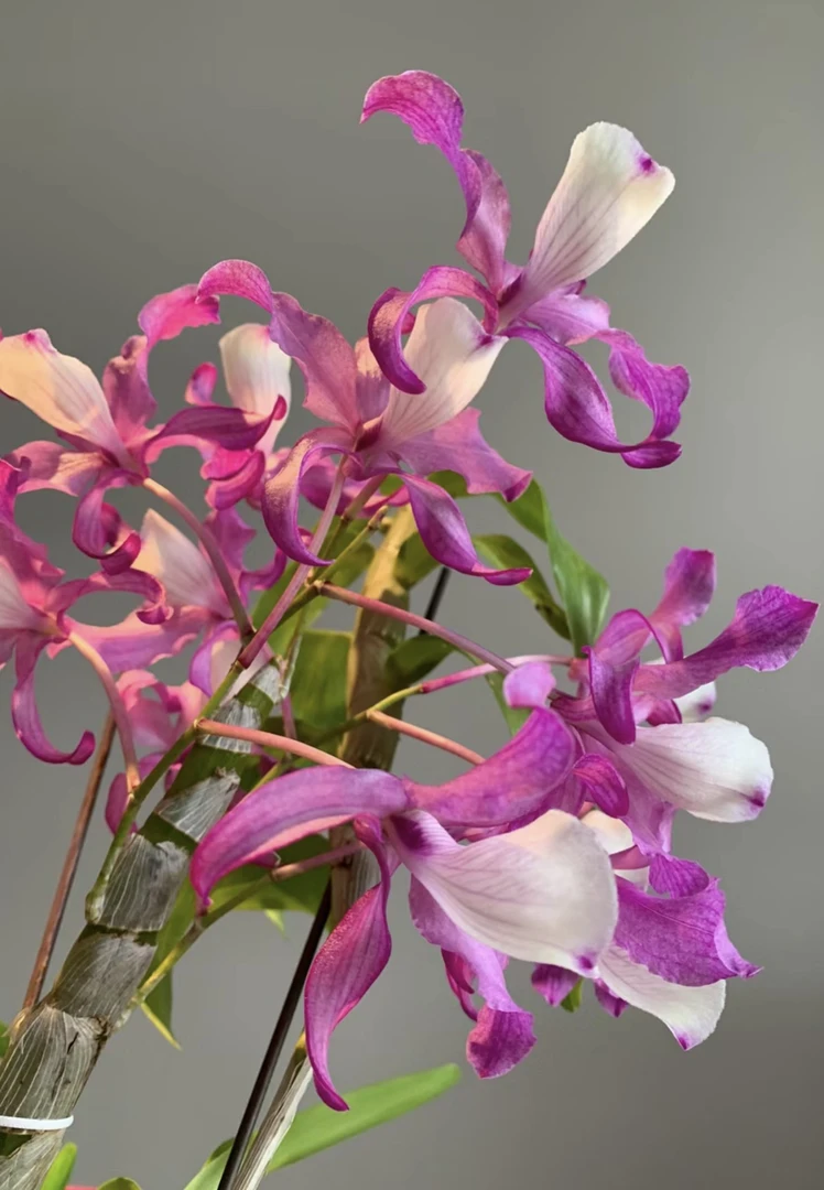 红泰扭，颜色艳丽，香味清香