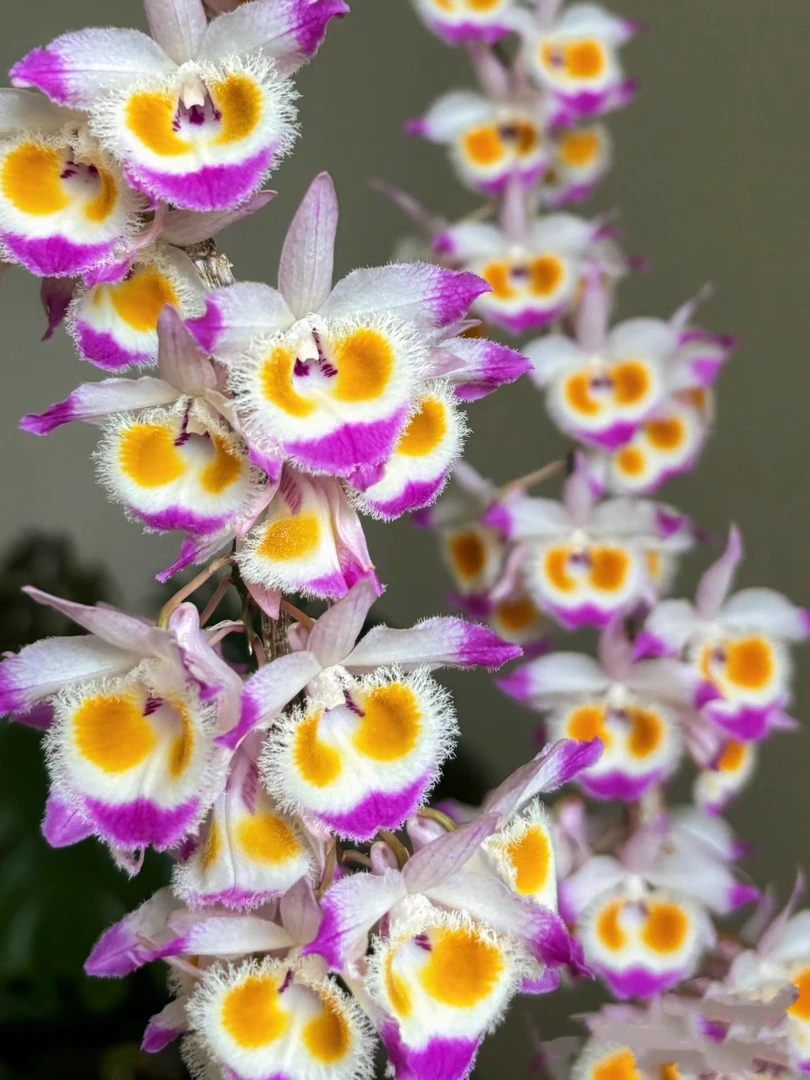 紫皮石斛鲜条，花色艳丽，爆花量大，高山养殖，食用性强