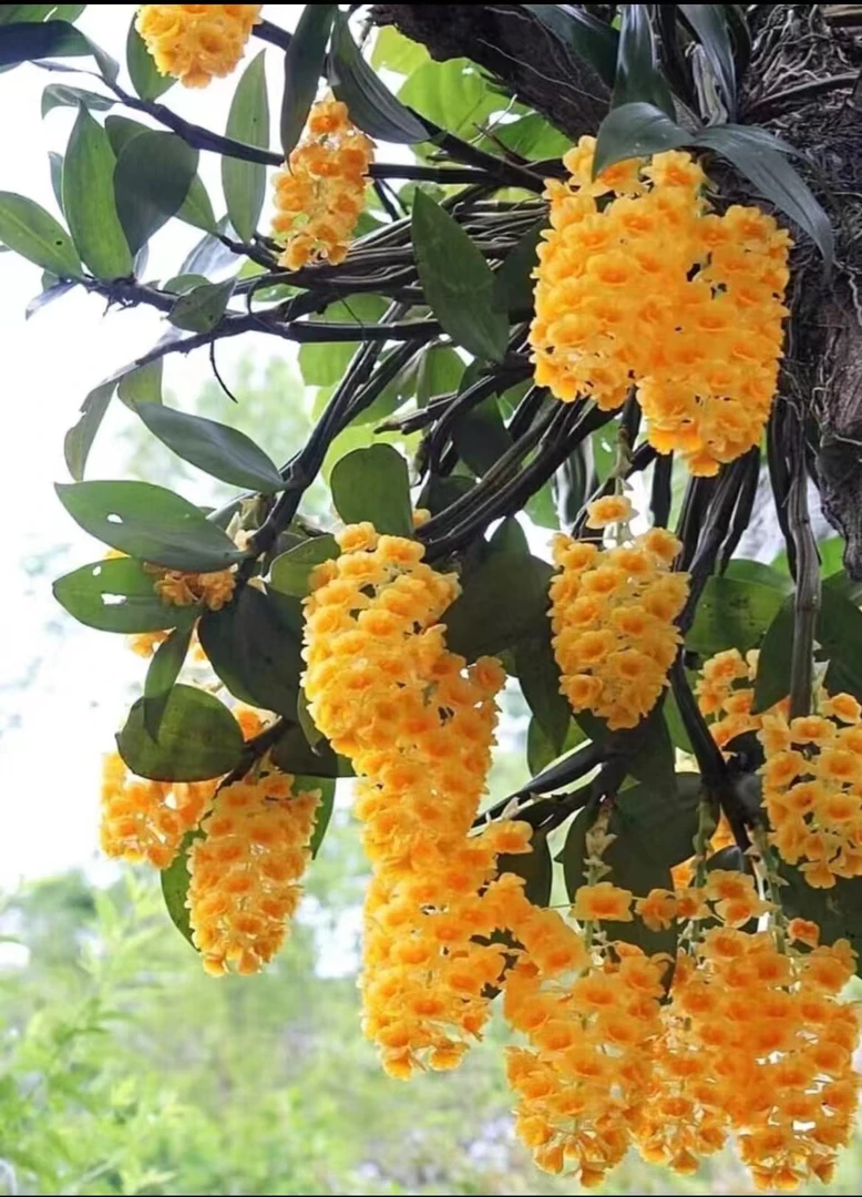 密花石斛，云南高山养殖，花量大，品种稀有珍贵，和蜂蜜一样甜美香郁