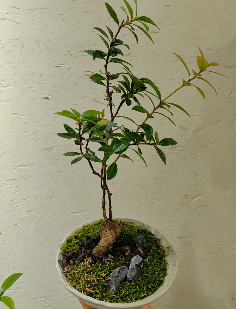 树萝卜，既可观花也可观树