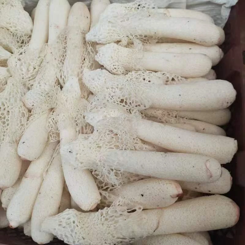 云南新鲜食用营养美味竹荪500g-1000g顺丰空运包邮切片食用