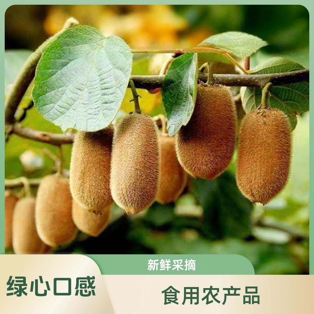 贵州贵阳修文贵长猕猴桃，自家果园，新鲜采摘，催熟食用贵州修文