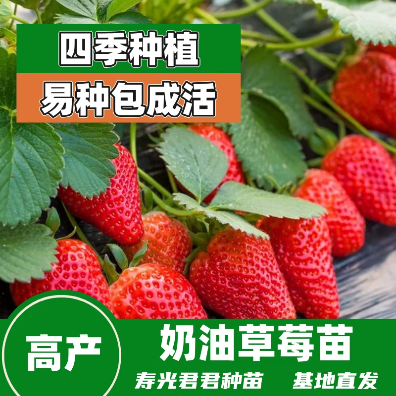 cj奶油草莓苗带土发货四季种植阳台种植原根原土易成活盆栽种植