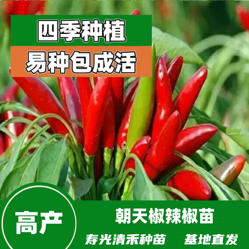 朝天椒苗小米辣苗香辣辣椒苗小辣椒苗美人椒带土发货寿光高产耐寒
