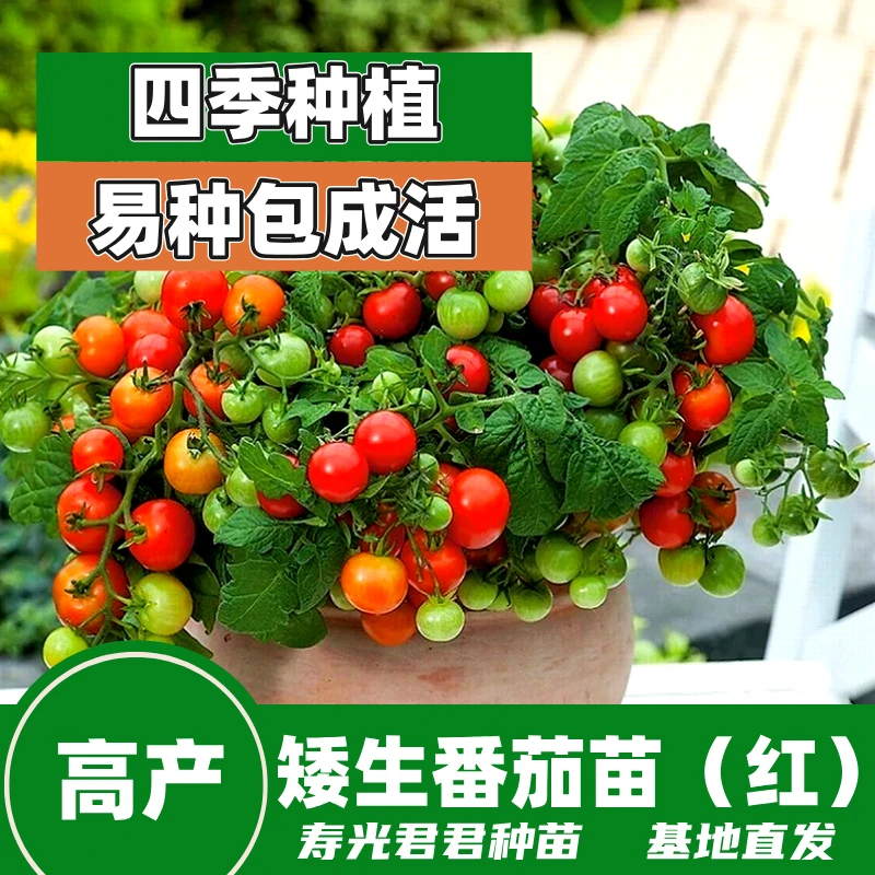 四季矮生红矮生黄矮生黑番茄苗盆栽阳台种植四季开花种植高产秧苗