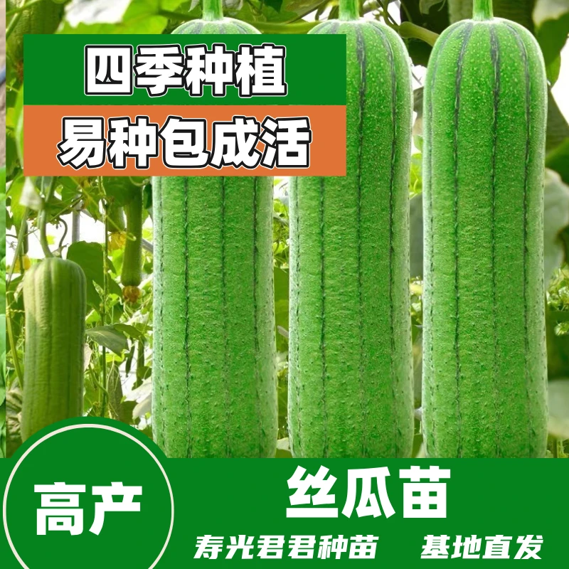 丝瓜苗特长高产肉丝瓜阳台盆栽小院种植四季种植抗寒耐热种苗