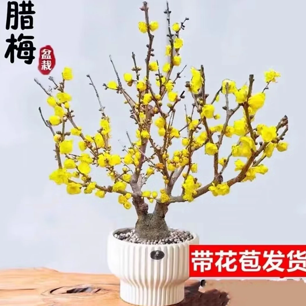 素心腊梅耐寒浓香植物盆栽