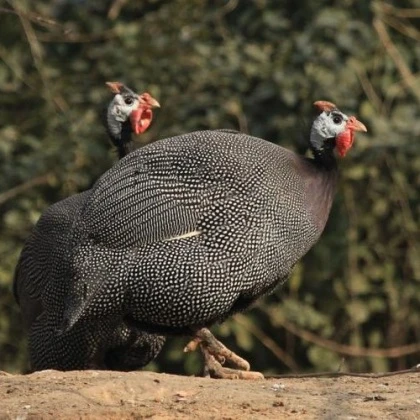 鸡两只净重5.5斤左右