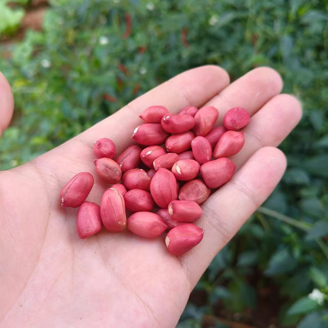 云南高山精品花生