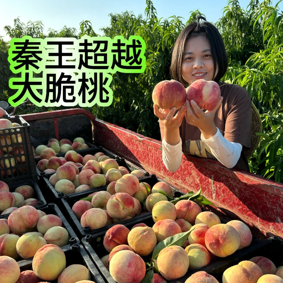 【顺丰包邮】 (超越脆蜜桃) 脆甜爽口 果园现摘现发 4.6斤