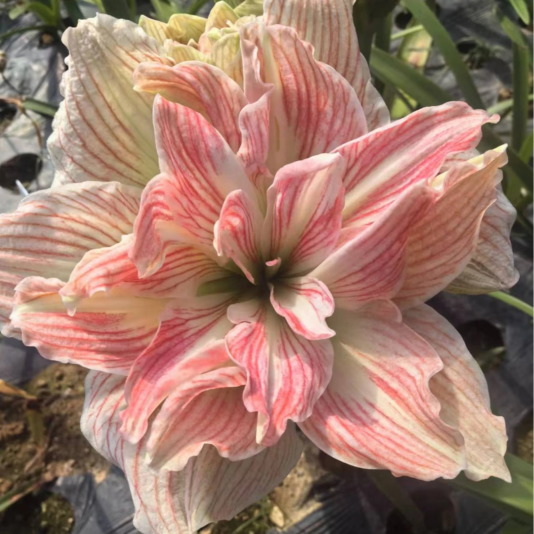 美丽仙女 朱顶红 自繁育朱顶红 粉色条纹 经典品种