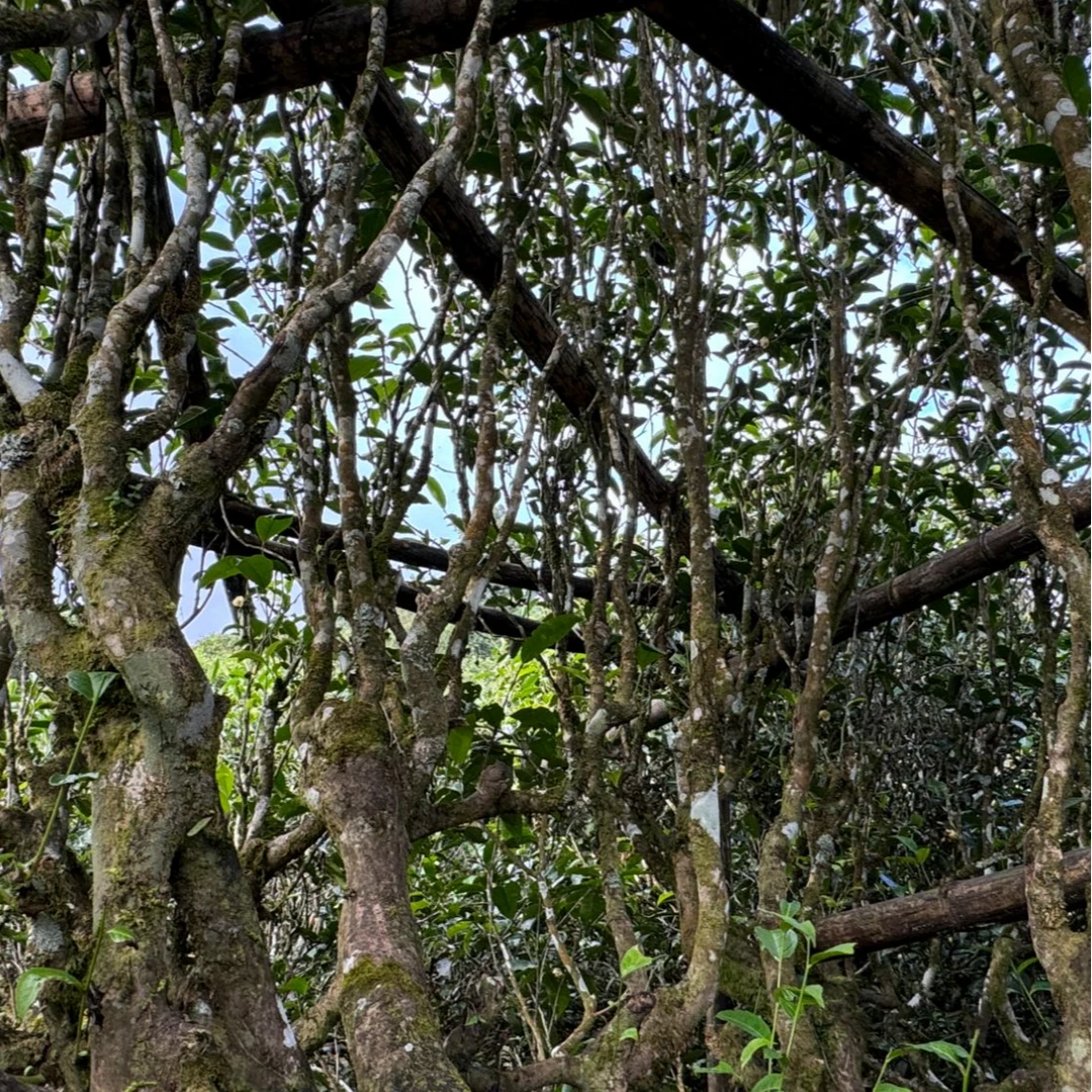 2024年森林古树  云南普洱茶生茶  100g/袋