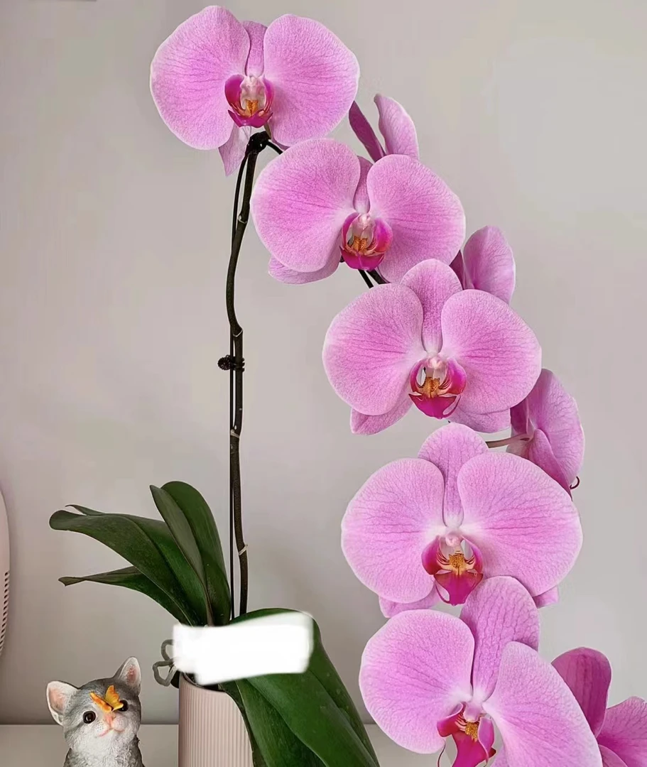蝴蝶兰——粉冠军(带花发货)