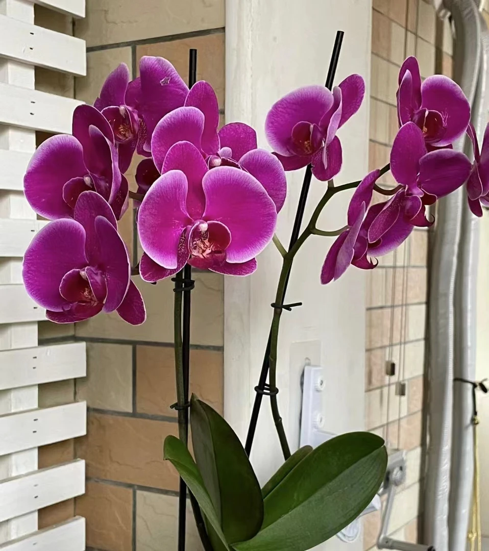 蝴蝶兰——德班   开花发货