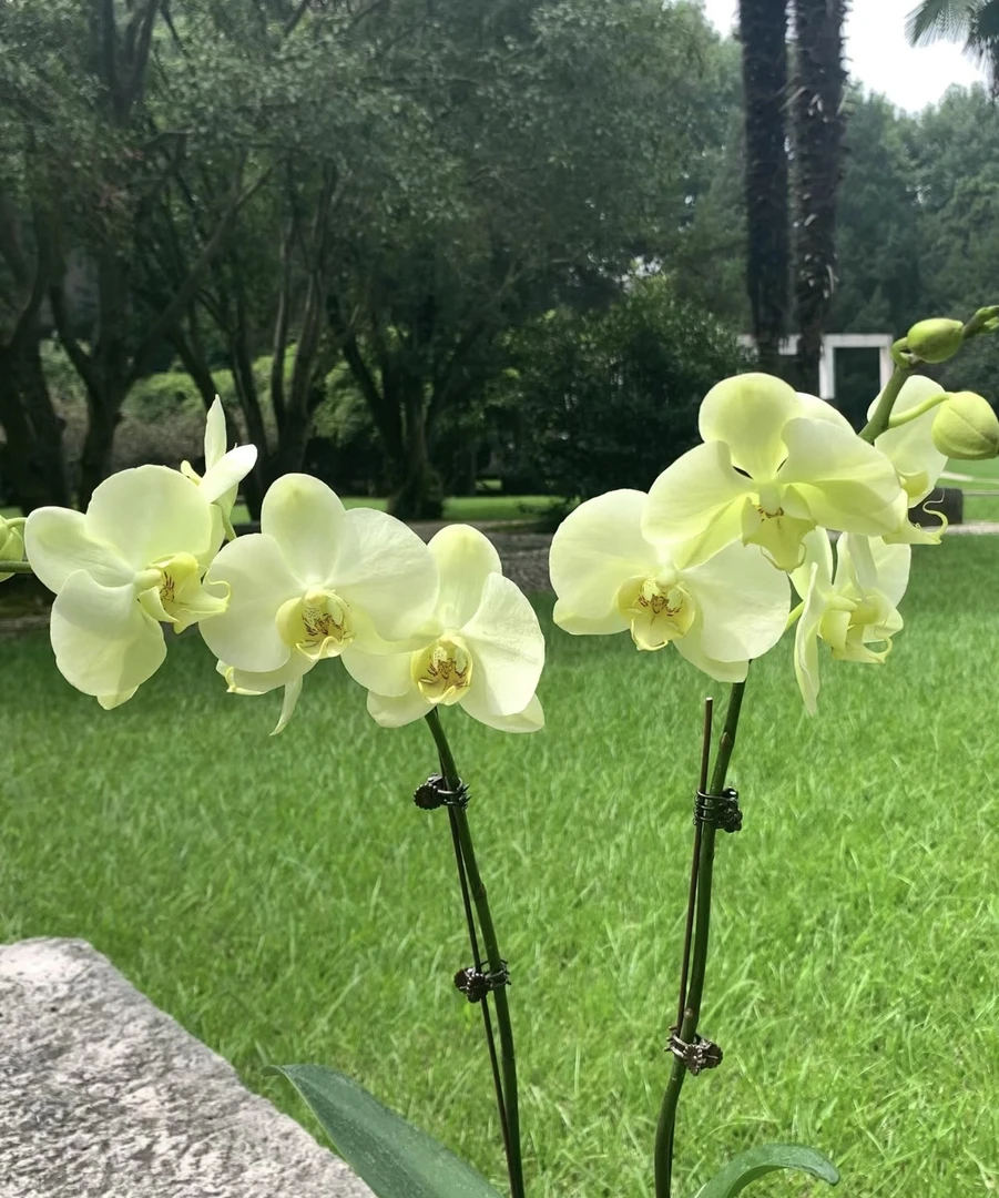 蝴蝶兰——绿地球   带花发货