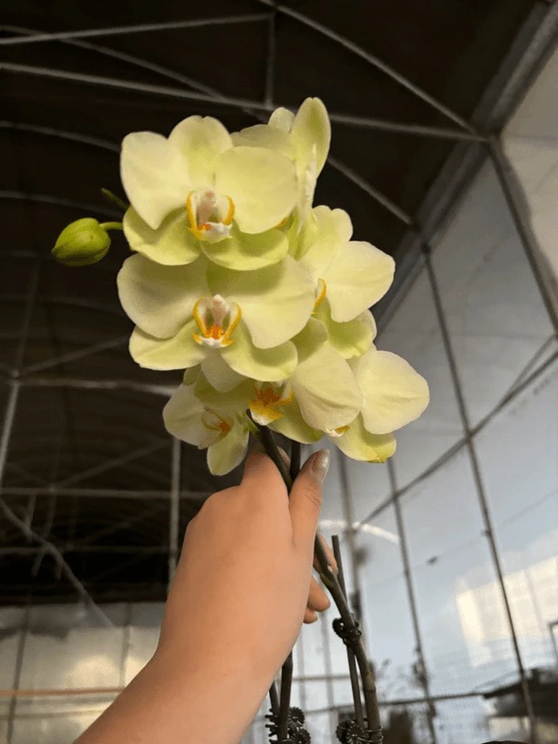 蝴蝶兰——日光欲开花发货