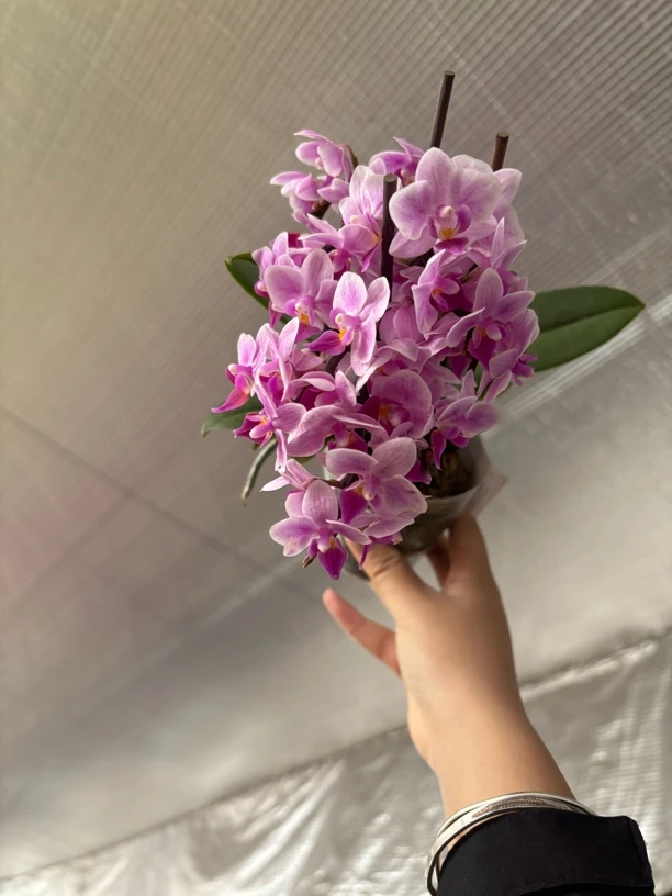 蝴蝶兰——小桃花
