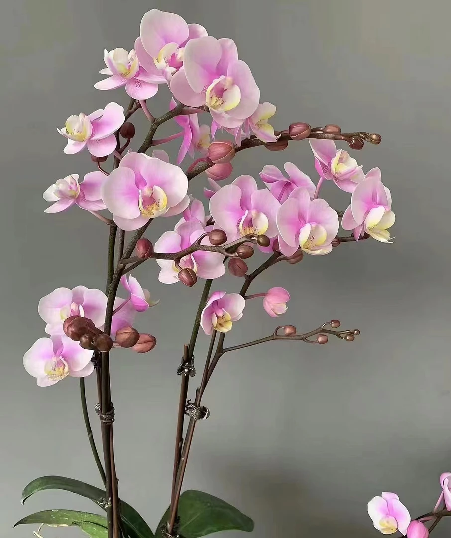 蝴蝶兰——小梅花  带花发货