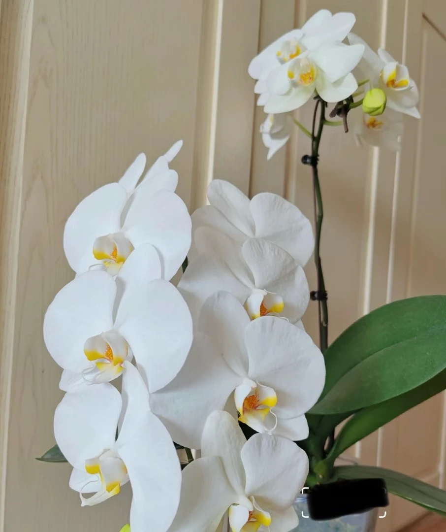 蝴蝶兰——(温莎)开花发货