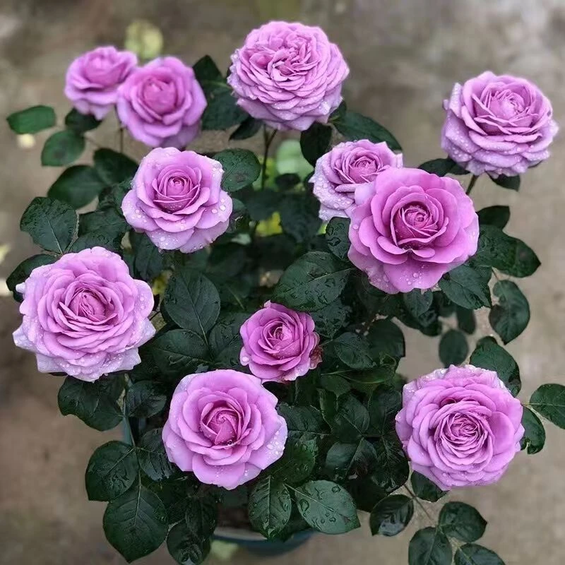 【紫霞仙子】中苗花苗 紫色 花卉盆栽地栽阳台绿色植月季