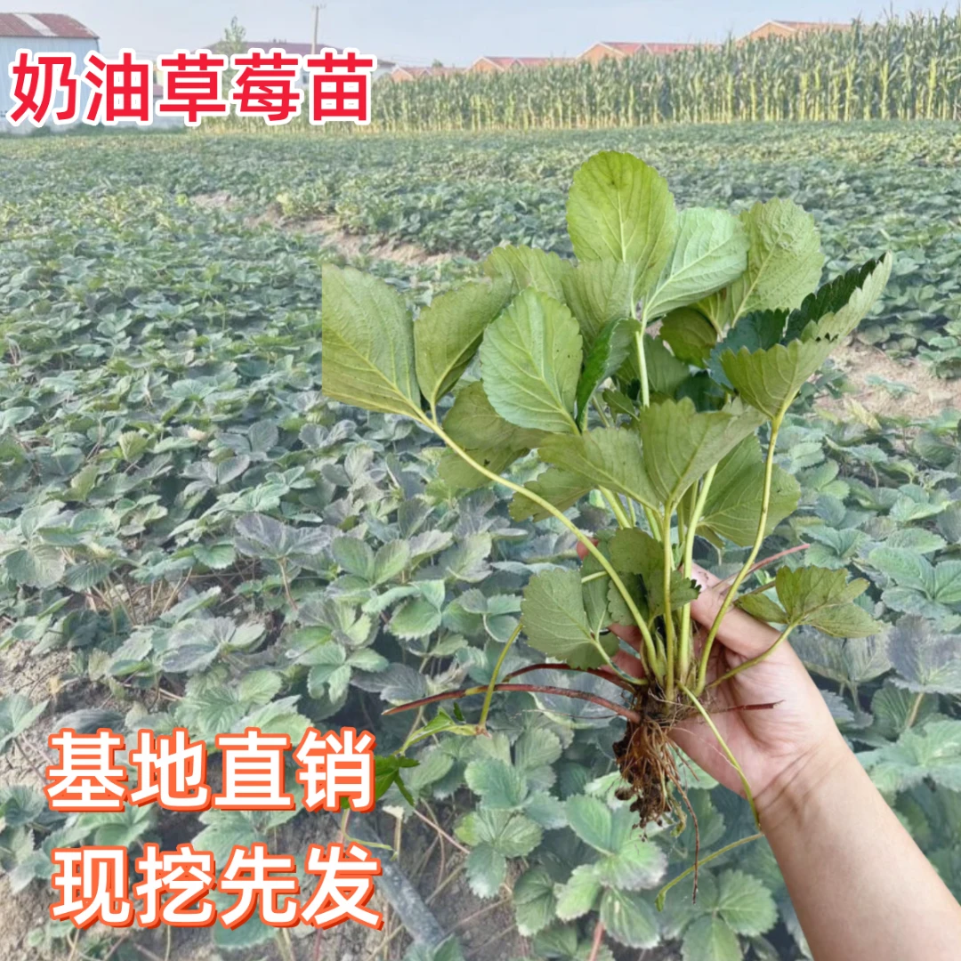 草莓苗四季盆栽地载食用奶油红颜白雪草莓样苗南北阳台种植好养甜