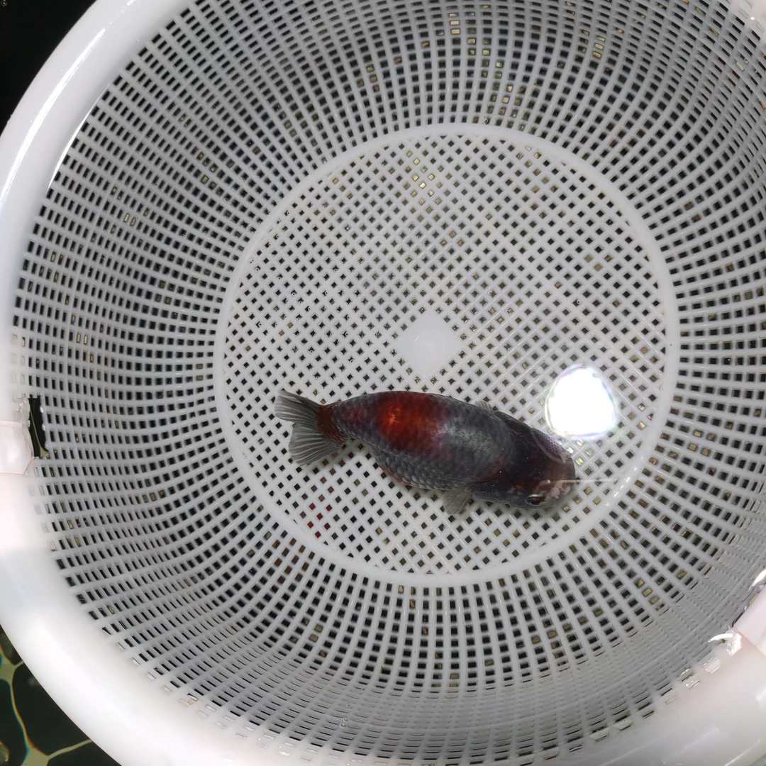 兰寿泰狮金鱼快乐宝贝泰狮金鱼鹤顶红金鱼兰寿鱼