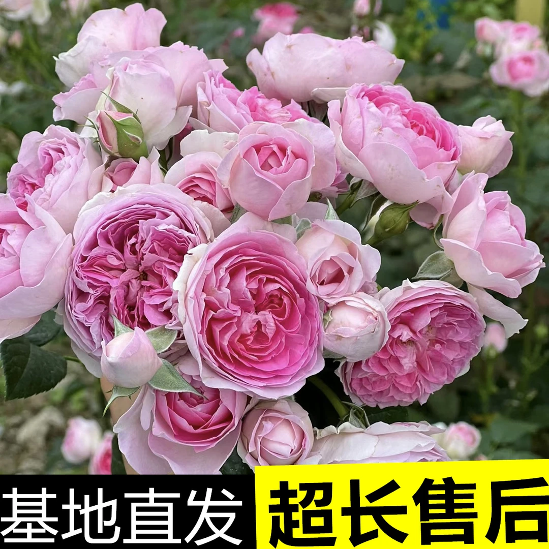 我的心月季花卉欧月特大苗四季开花淡香庭院盆栽阳台拱门无刺耐寒