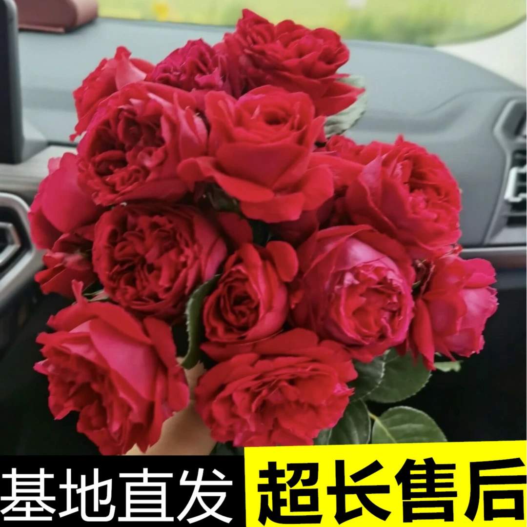 红色龙沙宝石藤本月季红龙爬藤植物四季开花阳台庭院盆栽浓香大花