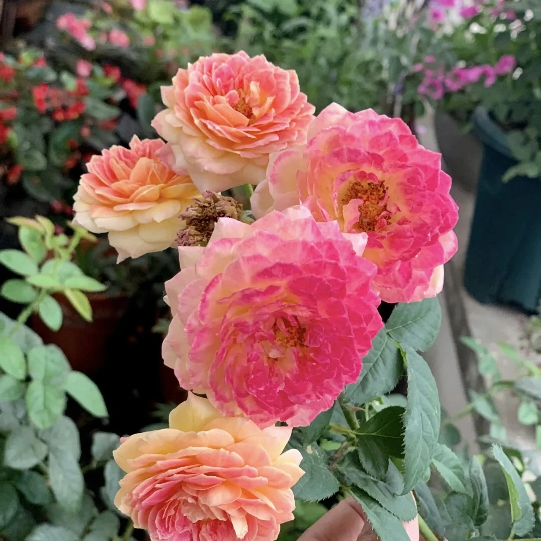 罗斯曼尼詹森藤本月季大苗复色浓香阳台爬藤花卉庭院植物多季