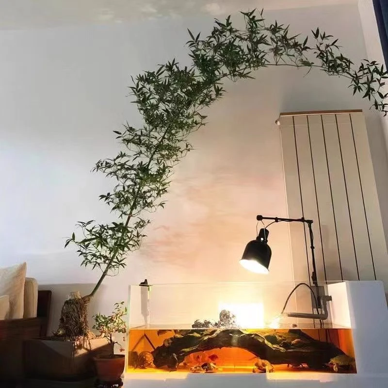 实物直播【小叶簕竹】簕竹盆景+小盆景植物+送栽培技术说明 （生桩）