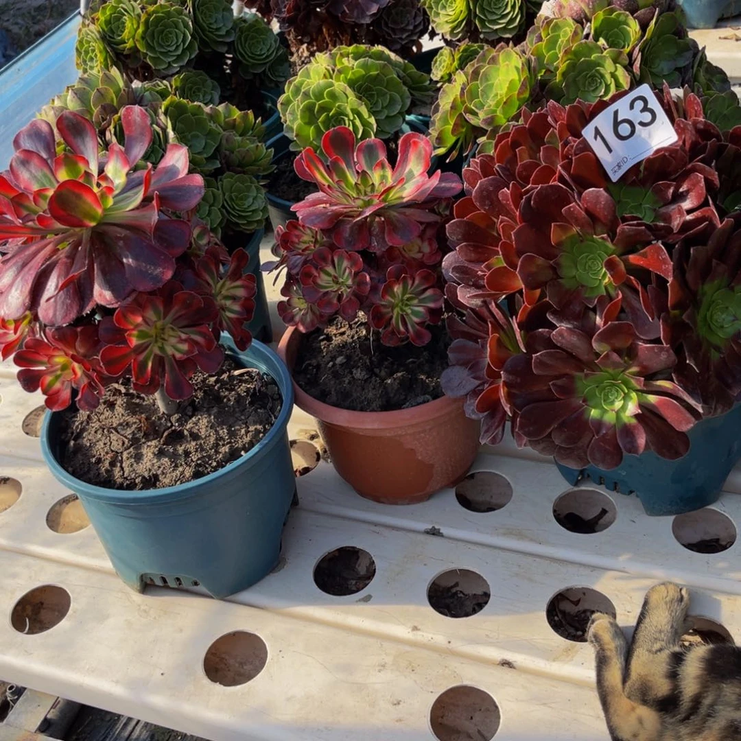 三盆法师3–31包邮法师