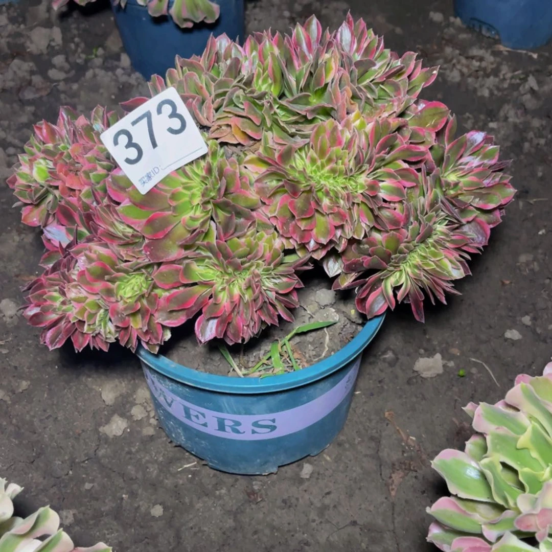 女神法师15/36包邮