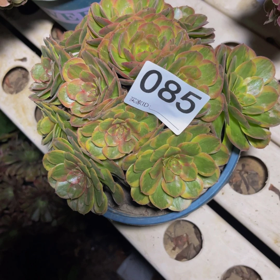 火狐法师7-1包邮法师