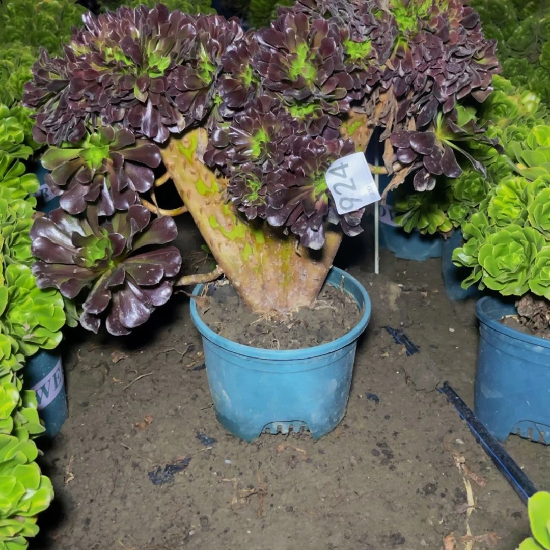 法师法师13/34不包邮