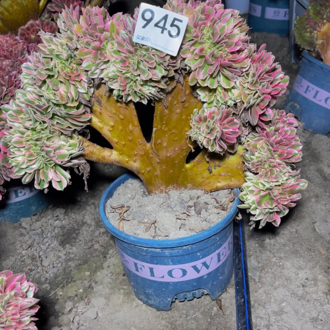 女巫法师15/-22不包邮