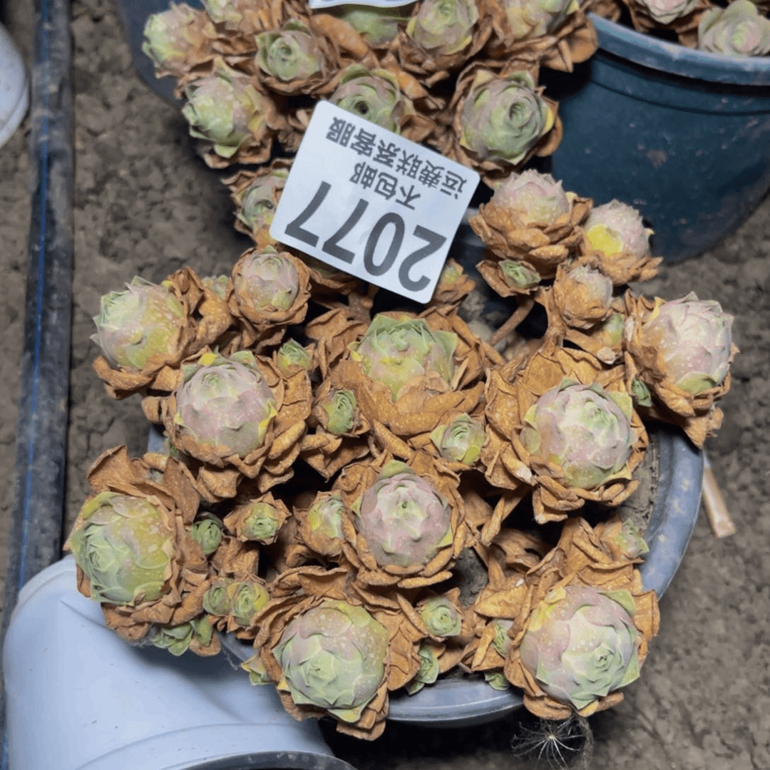 玫瑰28-3不包邮玫瑰