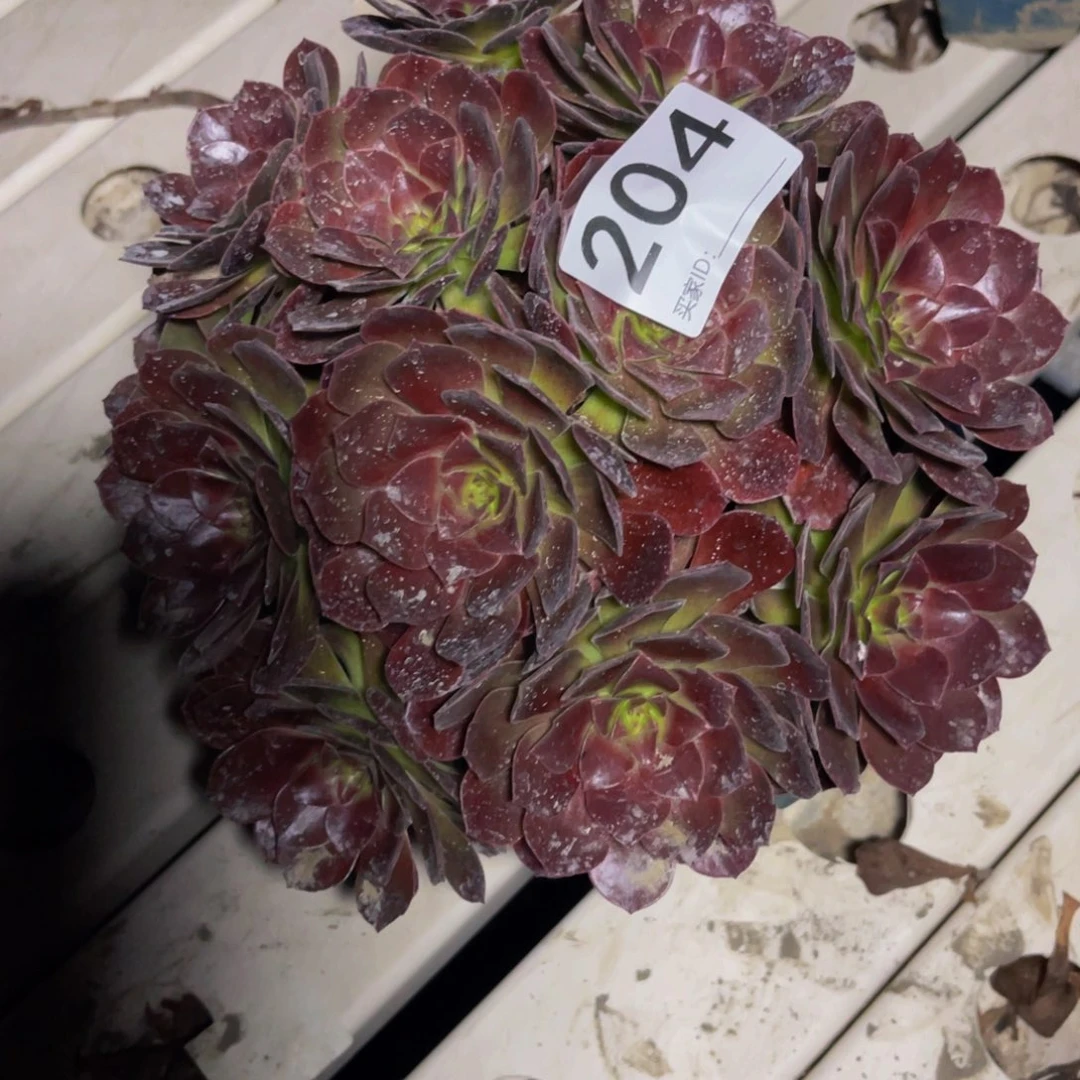 赤法师3–10不包邮