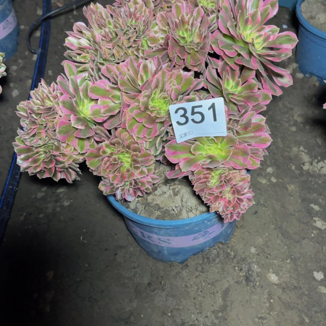 女巫法师15-18包邮