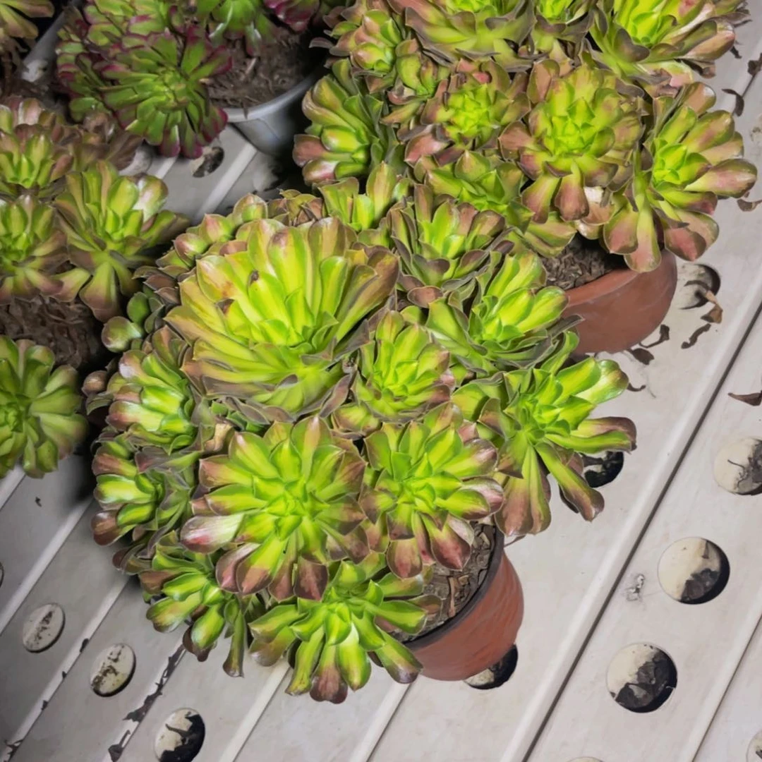 两盆法师7-44包邮