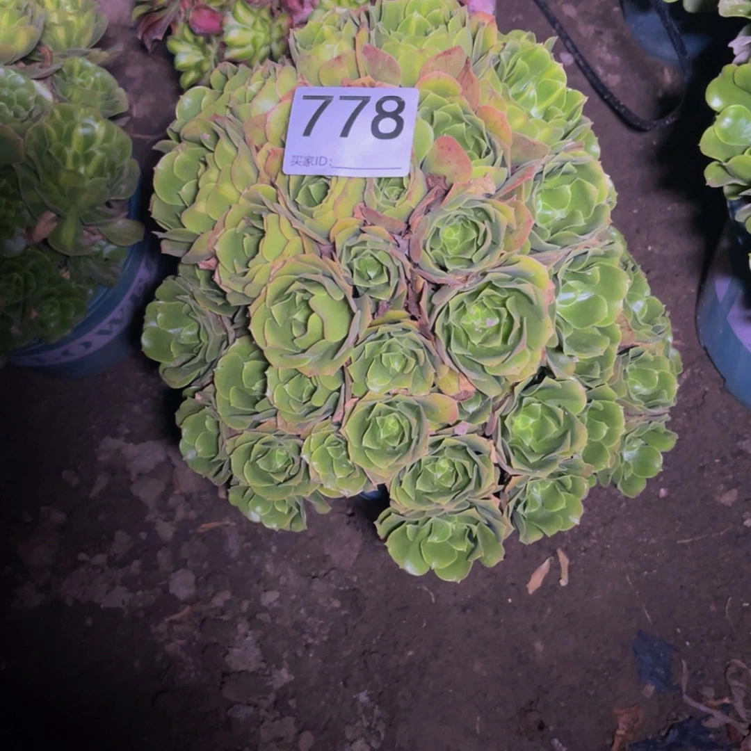 翡翠朵朵13-31包邮