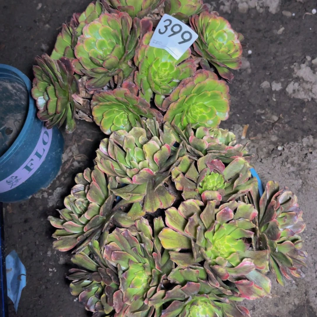 两盆法师15//5包邮