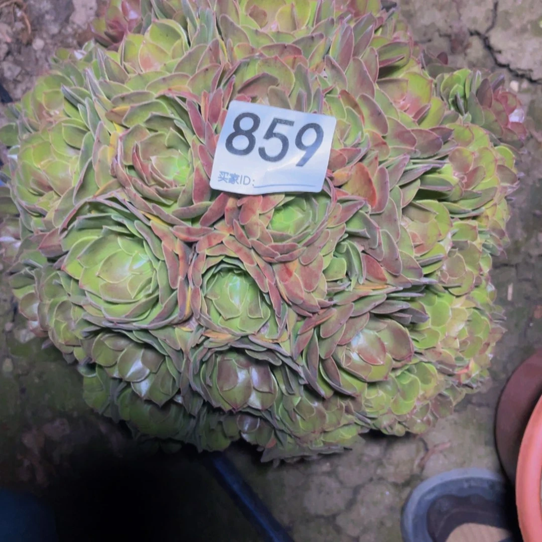 万圣节14-42包邮法师