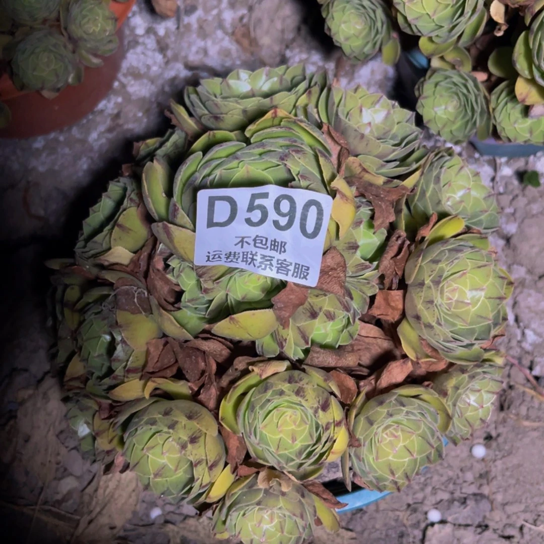 拉丝法师14-18不包邮