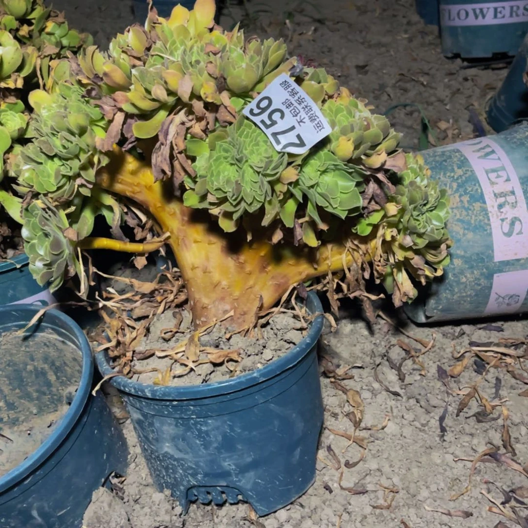 玫瑰法师32-21不包邮