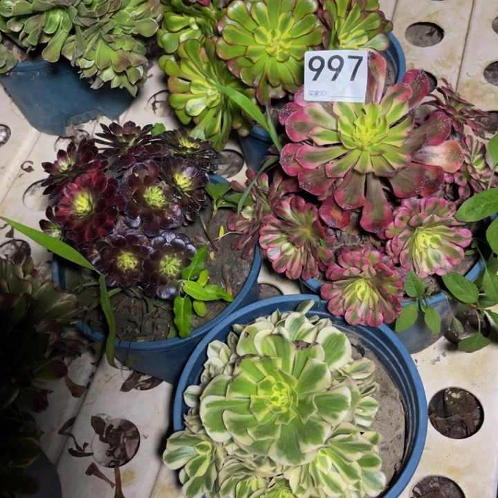 四盆法师7/13包邮法师